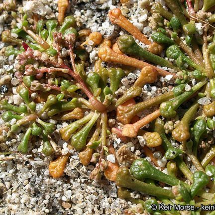 Calyptridium monandrum Pokrój