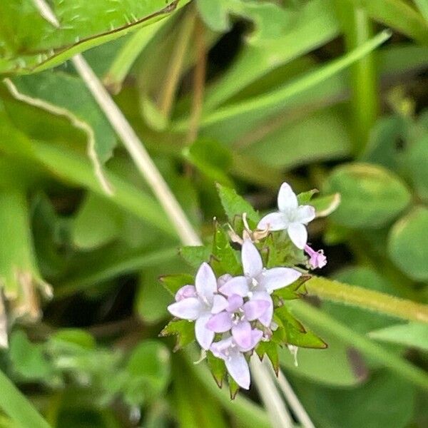 Sherardia arvensis Blodyn