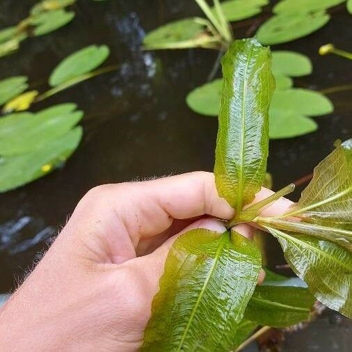 Potamogeton lucens 葉