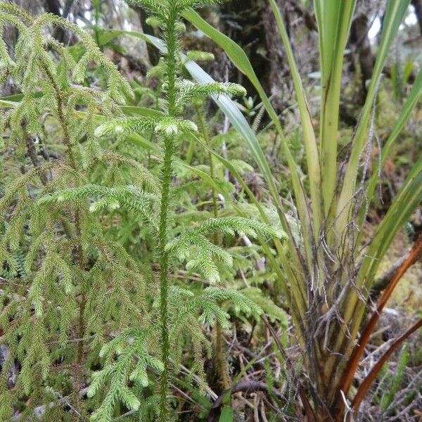 Lycopodiella cernua Ліст