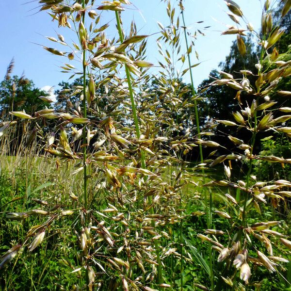 Avena sativa Bloem