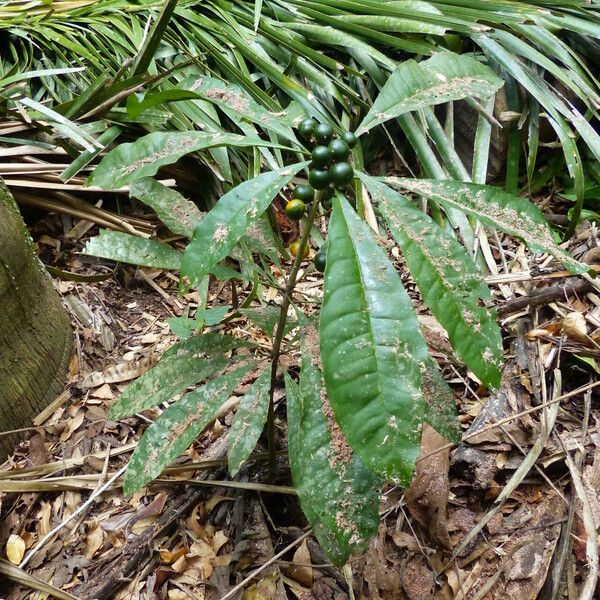 Clavija costaricana Leaf