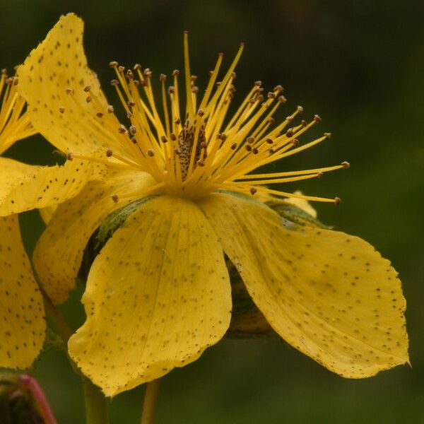 Hypericum richeri Flower