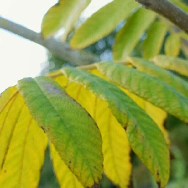Juglans mandshurica Leaf