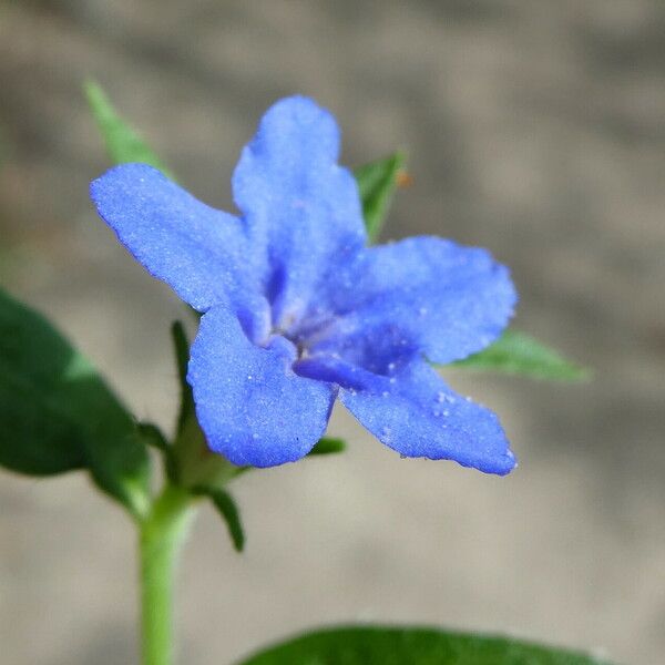 Aegonychon purpurocaeruleum Квітка