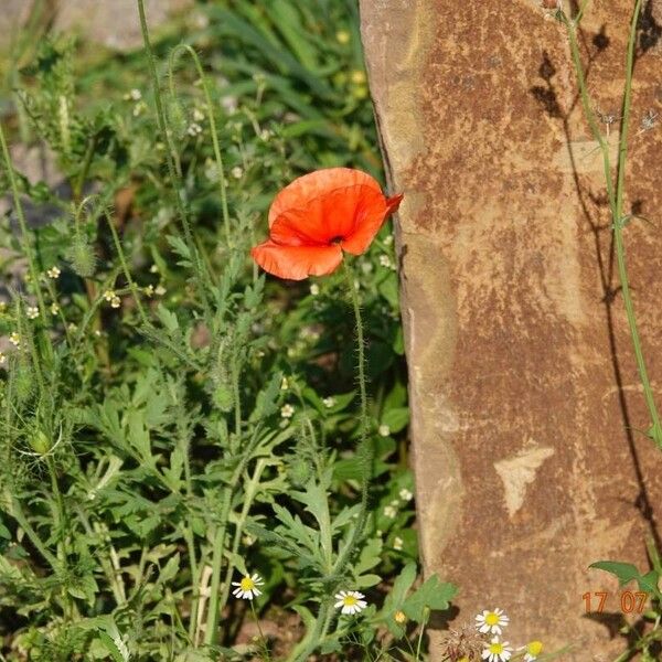 Papaver dubium Kukka