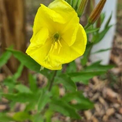 Oenothera triloba Blomst