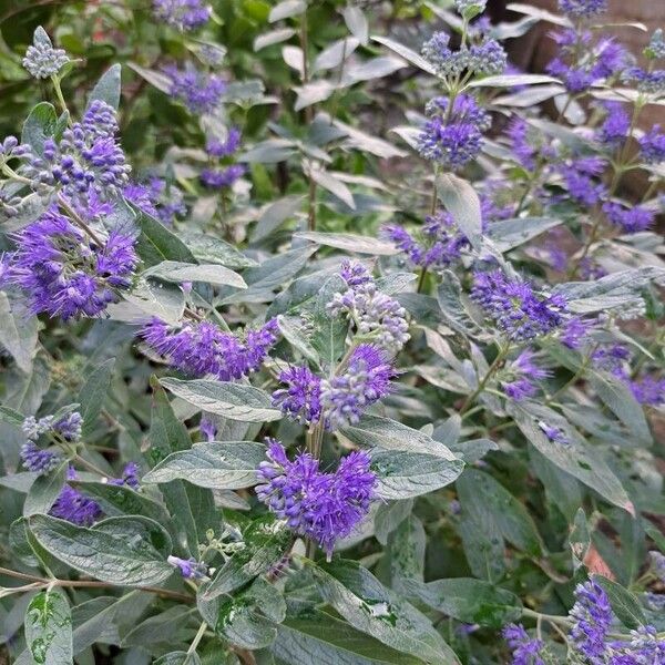 Caryopteris x clandonensis Blomma