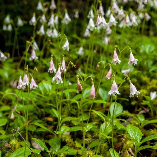 Linnaea borealis Habitat