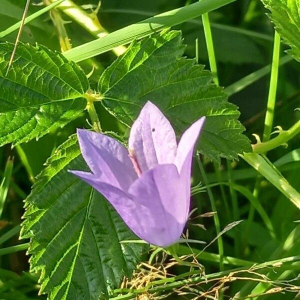 Campanula rotundifolia Floare