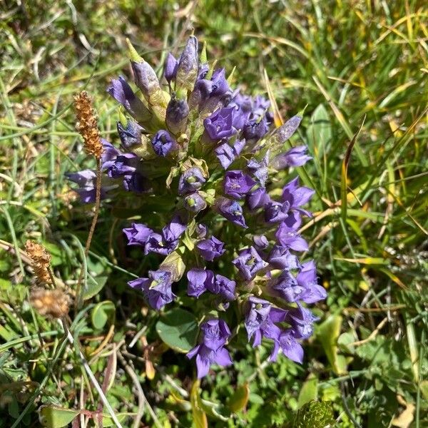 Gentianella ramosa Кветка