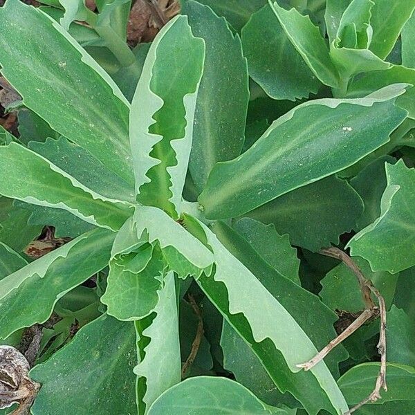 Hylotelephium telephium Leaf