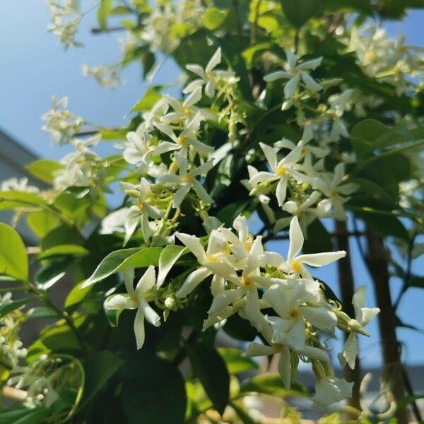 Trachelospermum jasminoides Flor