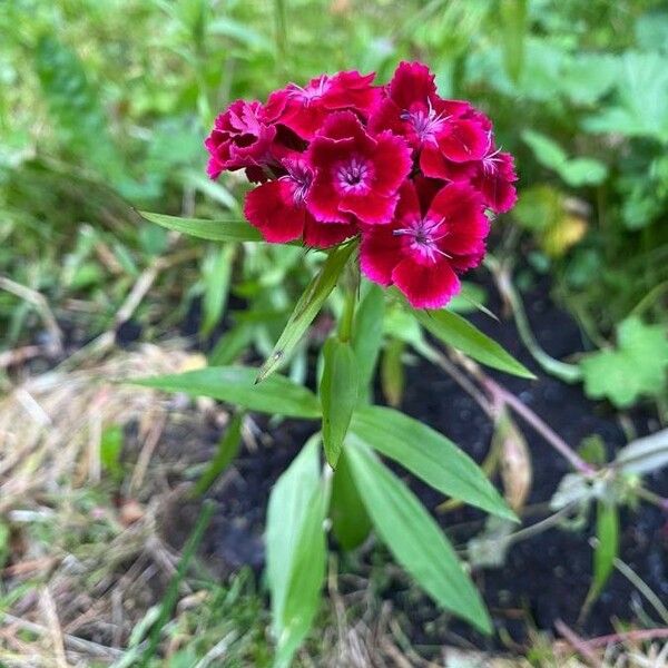 Dianthus barbatus Квітка