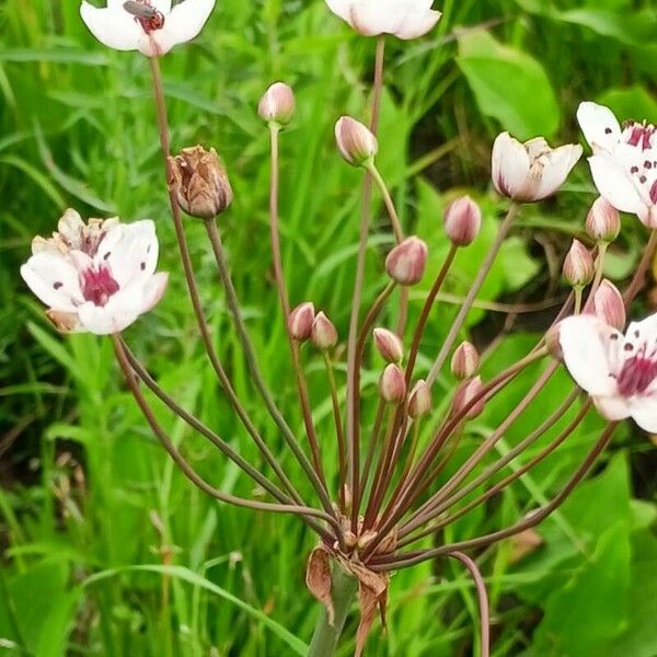 Butomus umbellatus 花