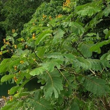 Senna reticulata Habitus