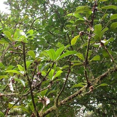 Ficus cahuitensis ശീലം