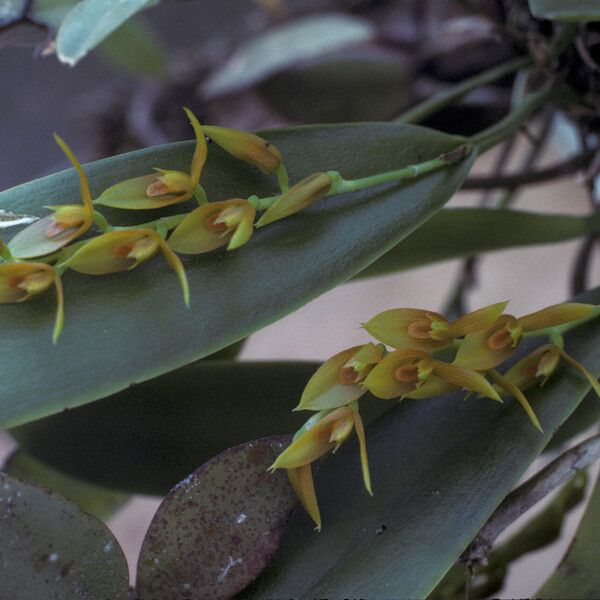 Acianthera ciliata Kwiat