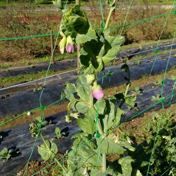 Lathyrus oleraceus Ліст