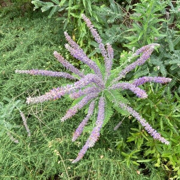 Amorpha canescens Flower