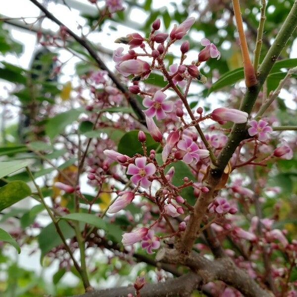 Averrhoa carambola Kwiat