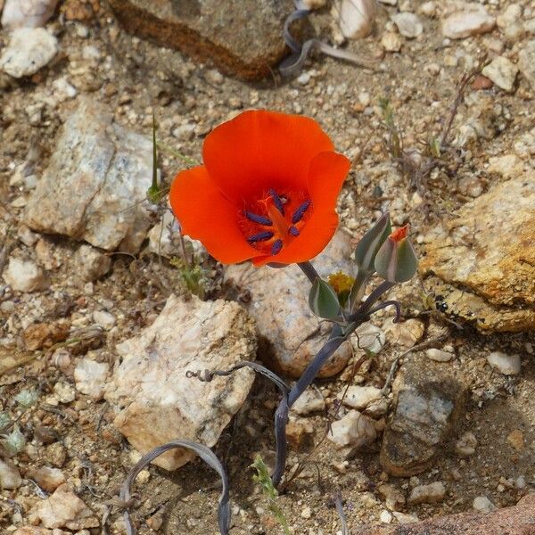 Calochortus kennedyi Flower