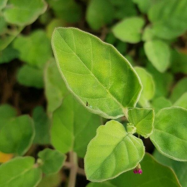 Boerhavia diffusa Leaf