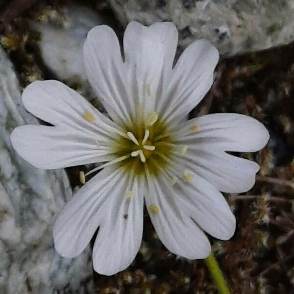 Cerastium alpinum ফুল