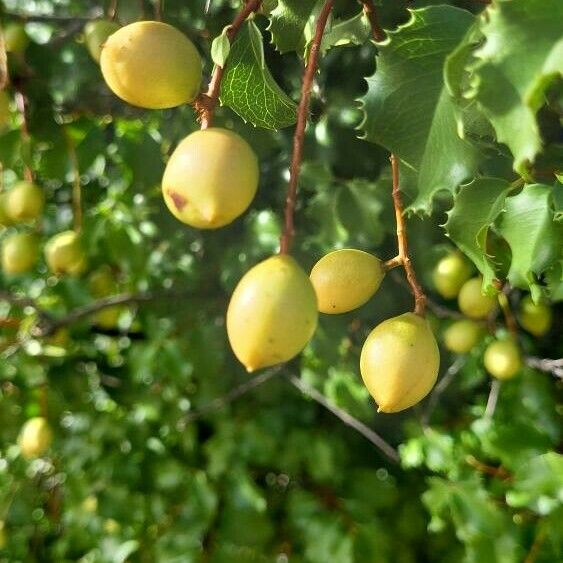 Prunus ilicifolia Plod