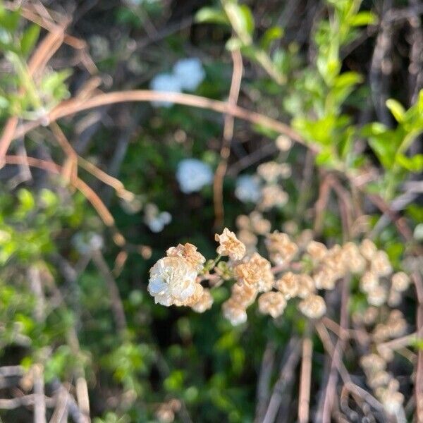 Spiraea cantoniensis Fleur