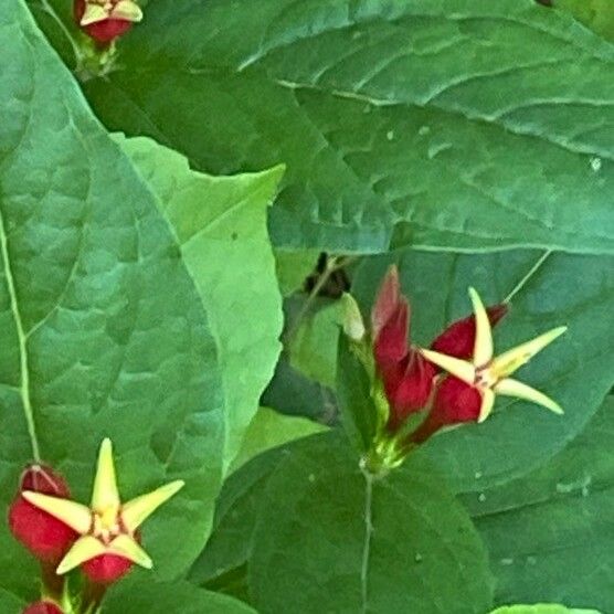 Spigelia marilandica Bark