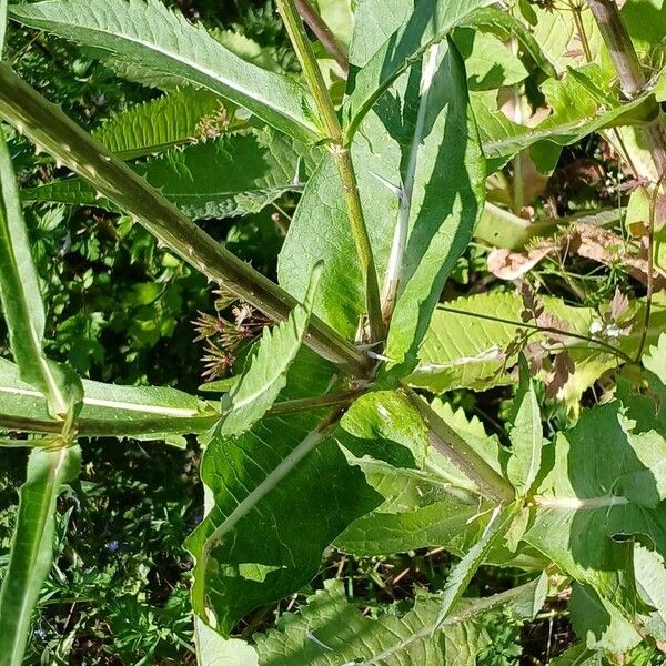 Dipsacus fullonum Folio