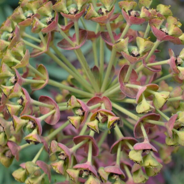Euphorbia characias Fiore