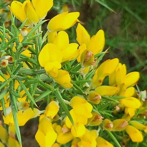 Ulex europaeus ফুল