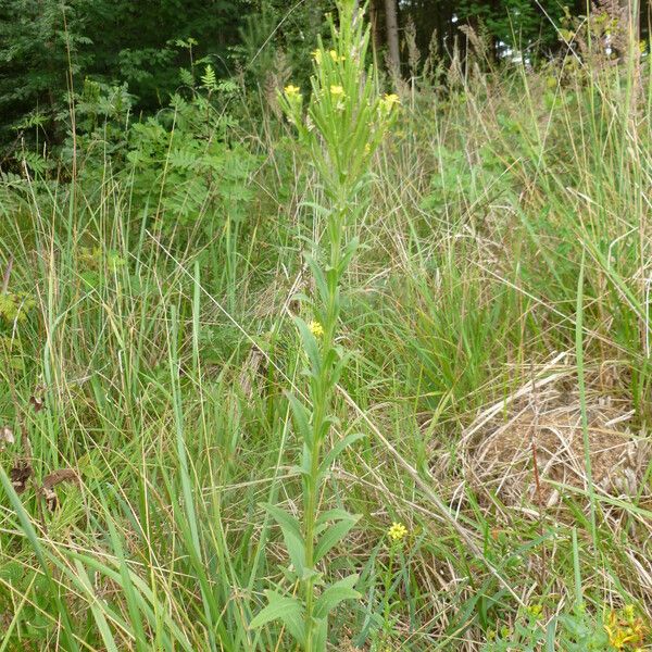 Erysimum cheiranthoides Hàbitat