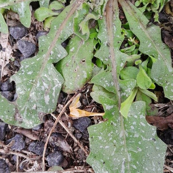 Crepis sancta Feuille