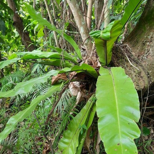 Asplenium nidus Φύλλο