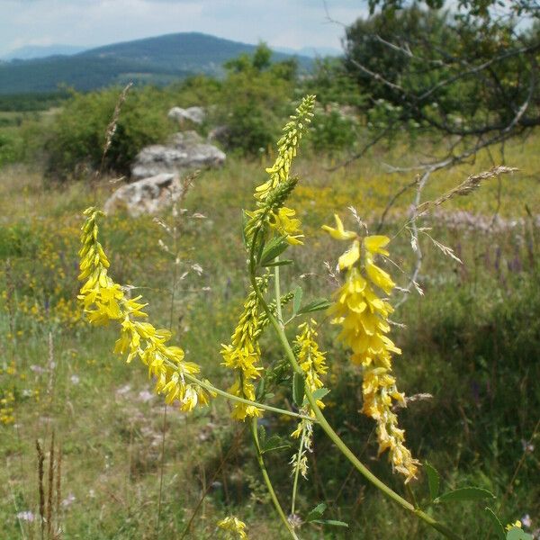 Melilotus officinalis Virág