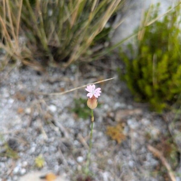 Petrorhagia prolifera 花