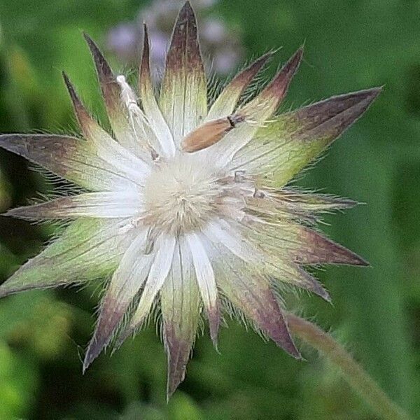 Knautia macedonica Frucht