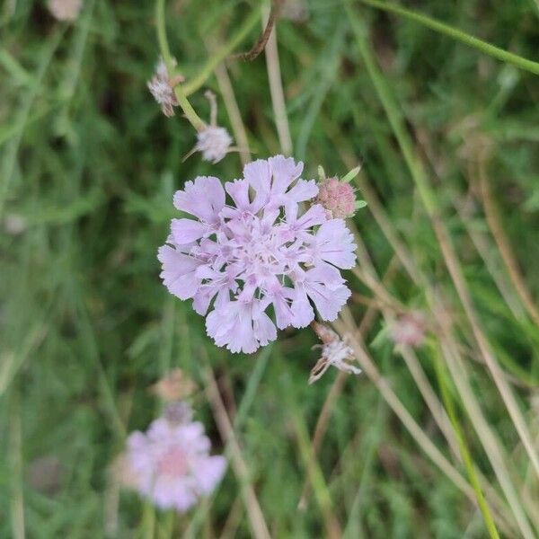 Scabiosa canescens फूल