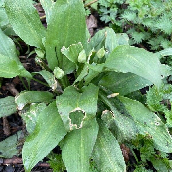 Allium ursinum Leaf