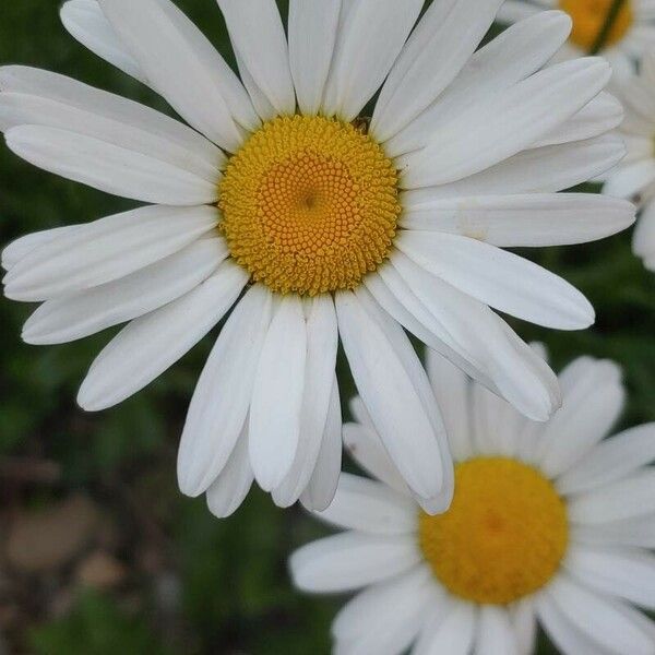 Leucanthemum heterophyllum Flower