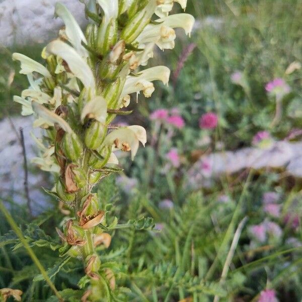 Pedicularis comosa Kvet