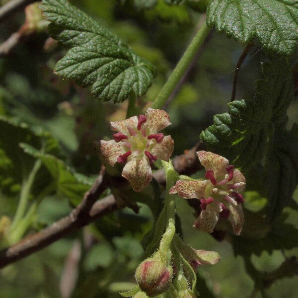 Ribes acerifolium Gyümölcs