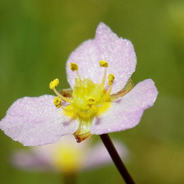 Alisma lanceolatum Kvet