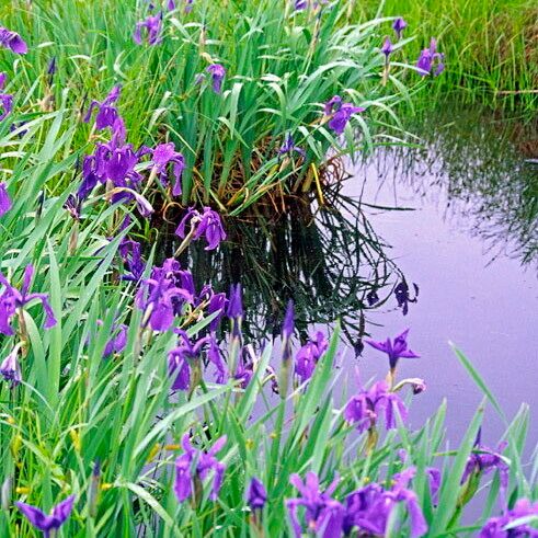 Iris laevigata Kvet