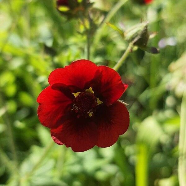 Potentilla thurberi Flower