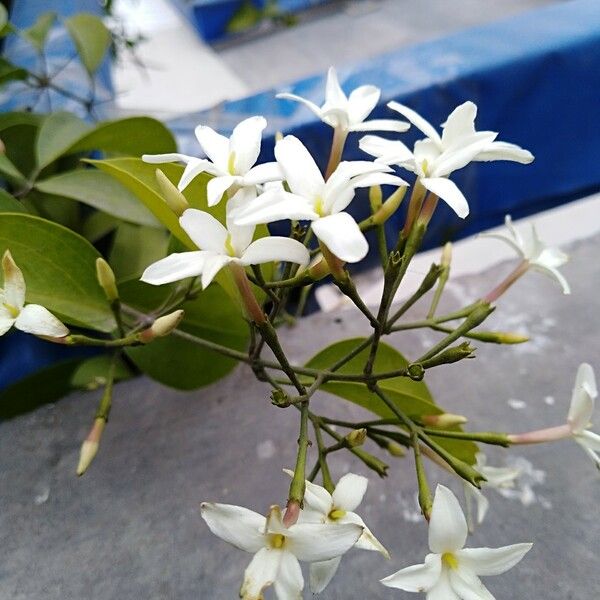 Jasminum neocaledonicum Žievė