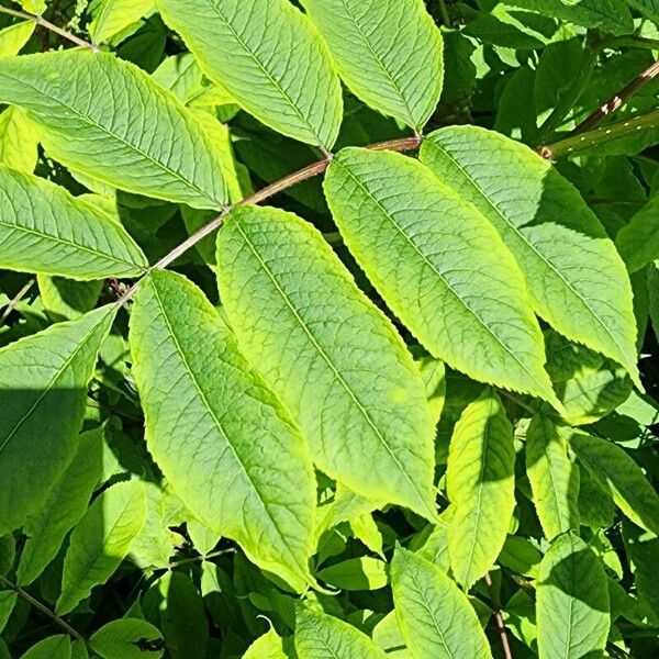 Rhus glabra Leaf